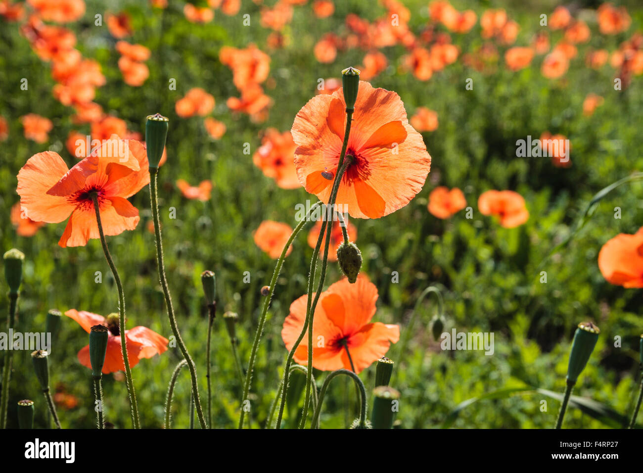 Comune di papavero (Papaver rhoeas), Algarve, PORTOGALLO Foto Stock