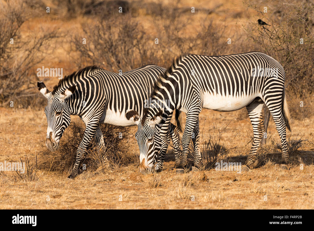 Grévy's zebre (Equus grevyi), pascolando Samburu riserva nazionale, Kenya Foto Stock