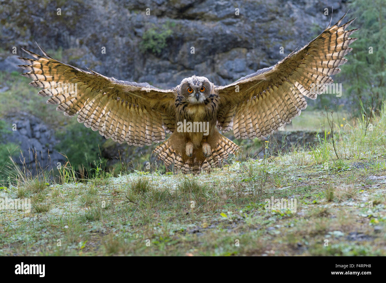 Gufo reale (Bubo bubo), captive, diffondendo le ali per terra, Vulkaneifel, Germania Foto Stock