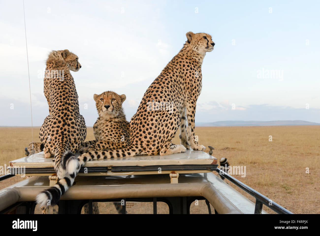 Un ghepardo (Acinonyx jubatus) con due cuccioli seduti sulla vettura top, il Masai Mara riserva nazionale, Narok County, Kenya Foto Stock