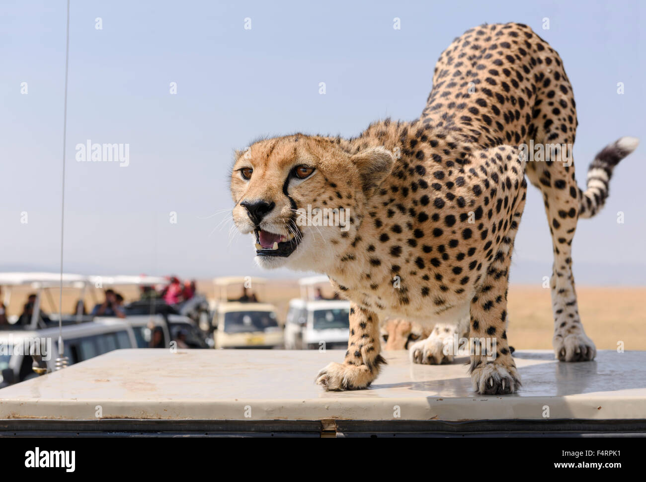 Un ghepardo (Acinonyx jubatus) seduto su un veicolo, turbato dall'autobus granturismo, il Masai Mara riserva nazionale, Narok County Foto Stock