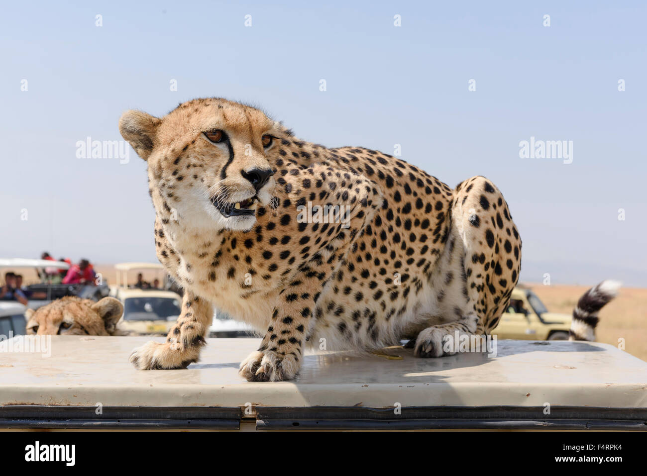 Un ghepardo (Acinonyx jubatus) seduto su un veicolo, turbato dall'autobus granturismo, il Masai Mara riserva nazionale, Narok County Foto Stock