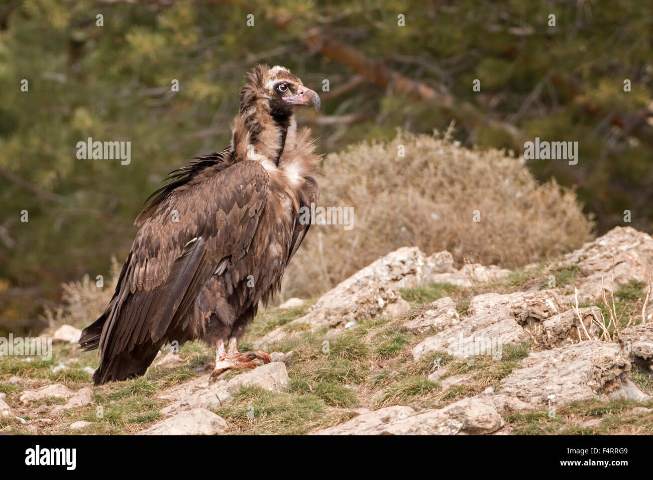 Cinereous vulture (Aegypius monachus), Vecchio Mondo avvoltoio, Alpi e Pirenei, Catalogna, Spagna Foto Stock