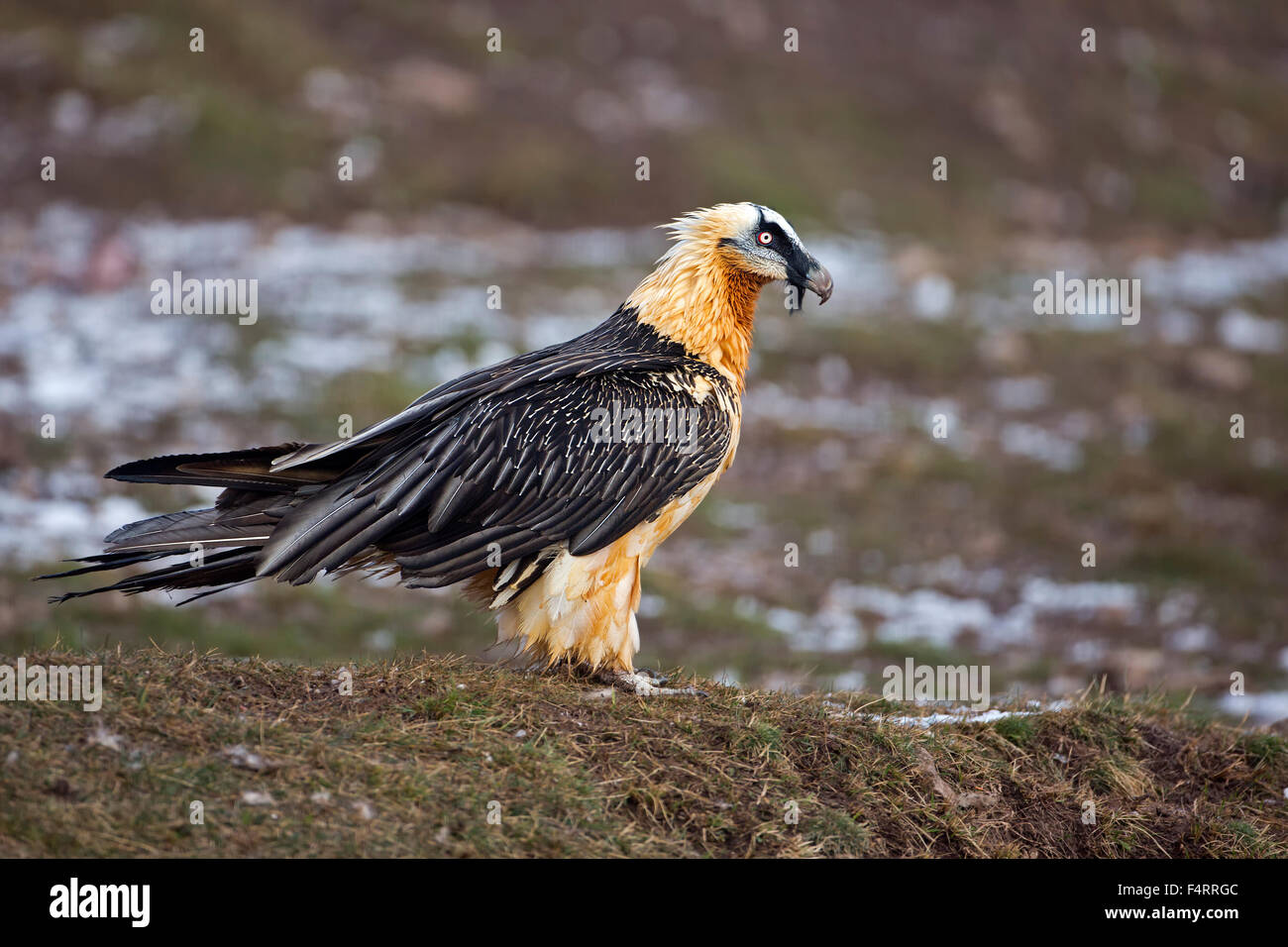 Gipeto (Gypaetus barbatus), Vecchio Mondo avvoltoio, Alpi e Pirenei, Catalogna, Spagna Foto Stock