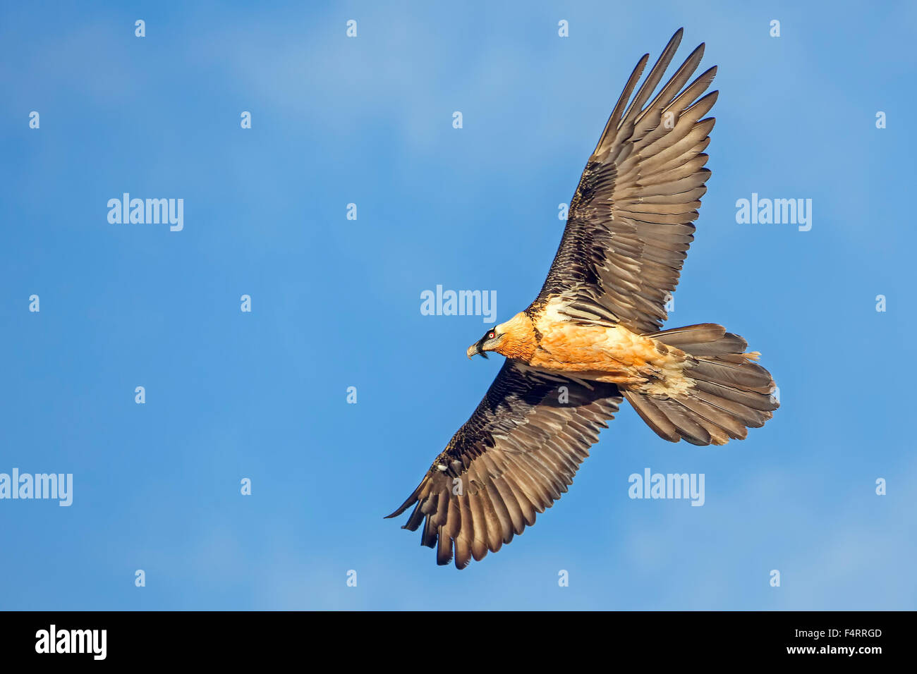 Gipeto (Gypaetus barbatus), Vecchio Mondo avvoltoio, in volo, Alpi e Pirenei, Catalogna, Spagna Foto Stock