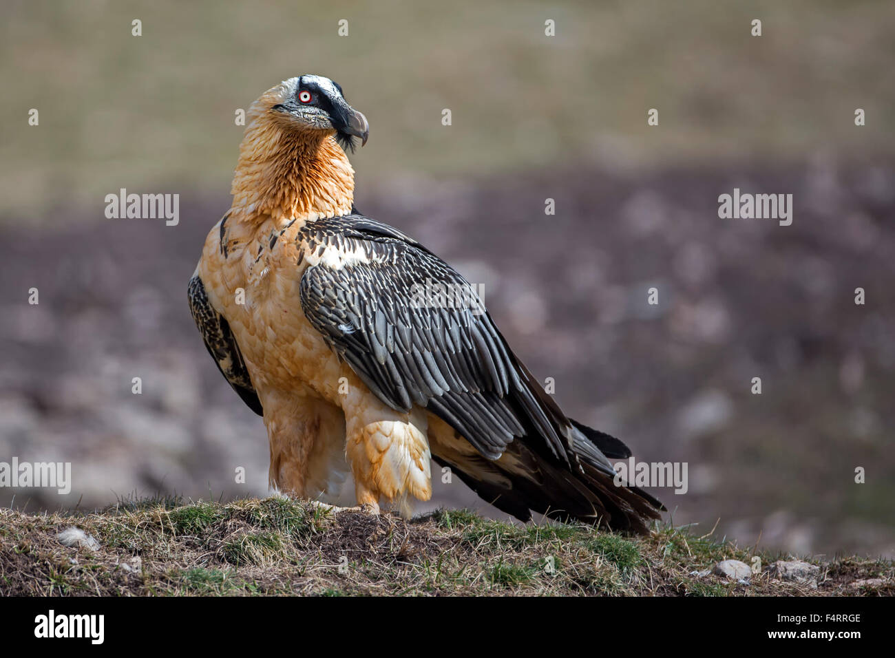 Gipeto (Gypaetus barbatus), Vecchio Mondo avvoltoio, Alpi e Pirenei, Catalogna, Spagna Foto Stock