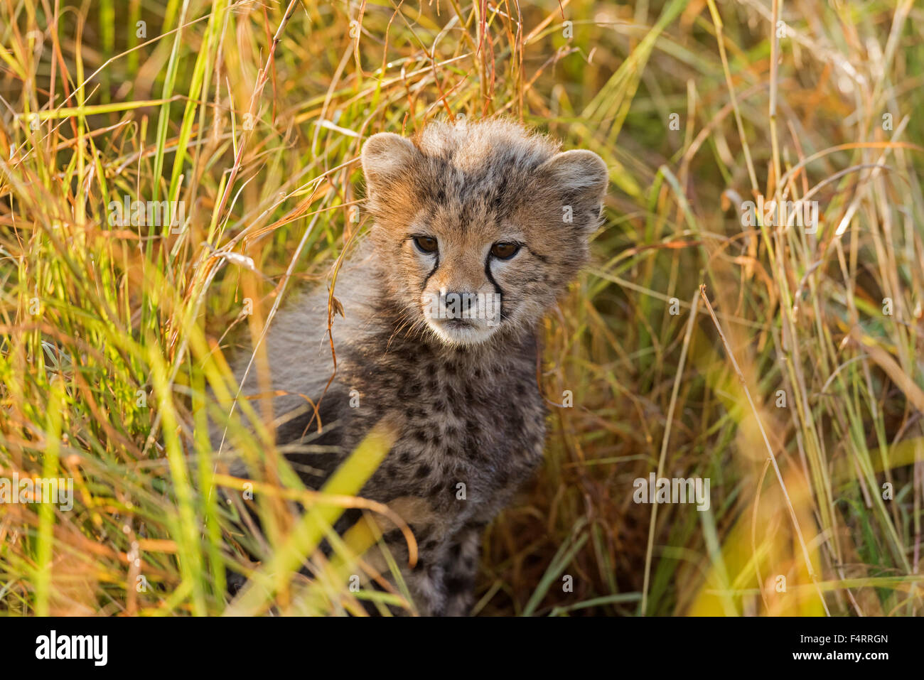 Ghepardo (Acinonyx jubatus), sei settimane cheetah cub seduto su erba, il Masai Mara riserva nazionale, Narok County, Kenya Foto Stock
