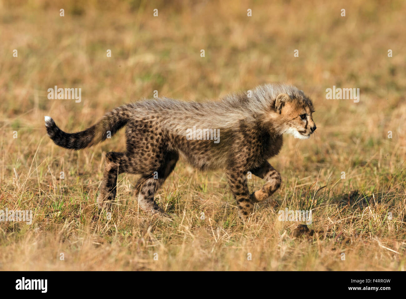 Ghepardo (Acinonyx jubatus), sei settimane cheetah cub ad esplorare i dintorni, il Masai Mara riserva nazionale, Narok County Foto Stock