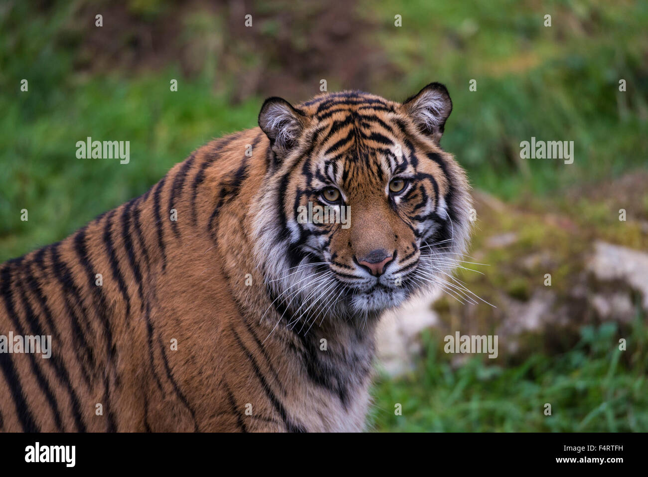 La tigre di Sumatra, tigre, animale, Panthera tigris sumatrae Foto Stock