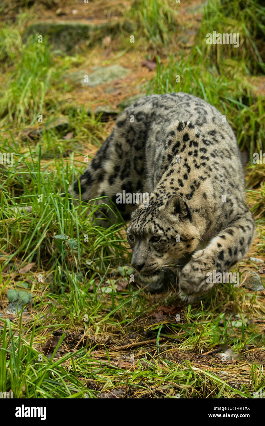 Snow Leopard, uncia uncia, Leopard, animale Foto Stock