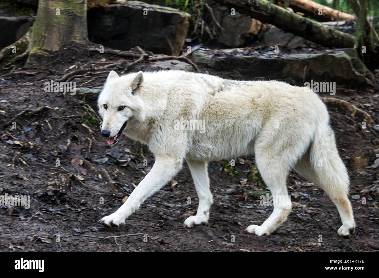 Lupo grigio; bianco fase; Canis lupus, lupo, animale Foto Stock
