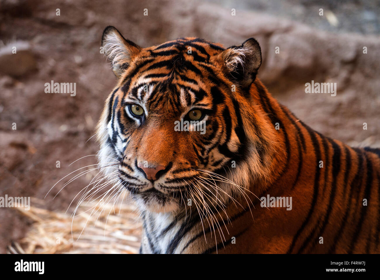 La tigre di Sumatra, tigre, animale, Panthera tigris sumatrae Foto Stock