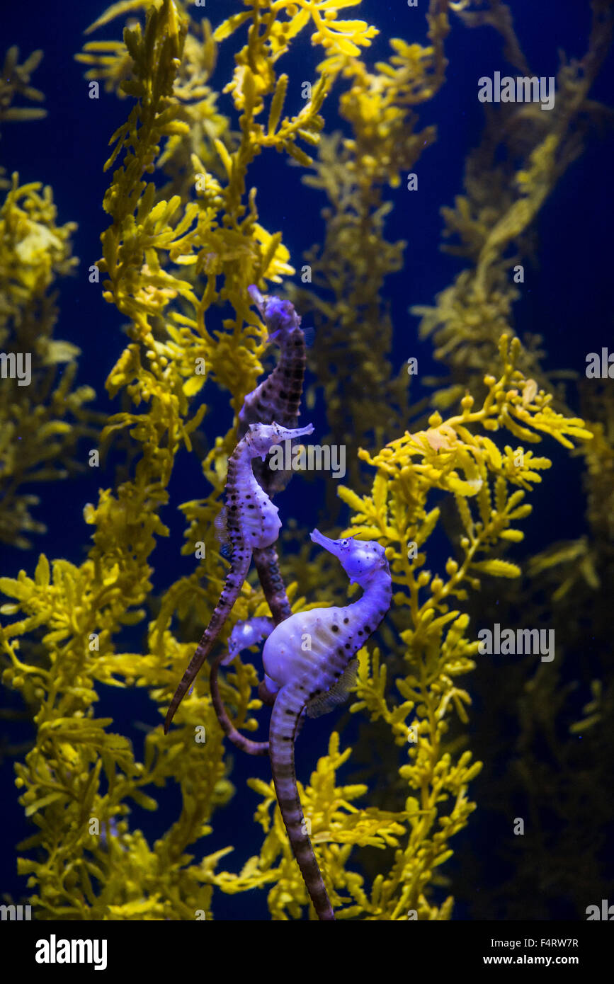 Ventre gonfio cavallucci marini e pesci, animale, cavalluccio marino Hippocampus abdominalis Foto Stock