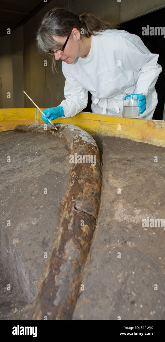 Schoeningen, Germania. 22 ottobre, 2015. Conservatore Gabriele Schulz pulisce la nervatura di una foresta paleolitica elefante nella Palaeon esperienza di ricerca e centro in Schoeningen, Germania, 22 ottobre 2015. I ricercatori hanno scoperto i resti di una foresta estinto elefante nella striscia Schoeningen miniera. È emerso in circa 300.000 anni di sedimento di un ex mare. Foto: JULIAN STRATENSCHULTE/dpa/Alamy Live News Foto Stock