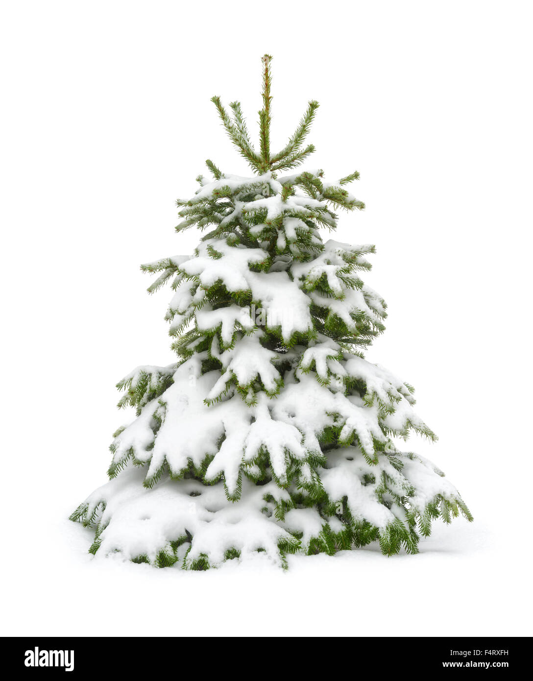 Perfetto piccolo abete in neve fresca, per Natale, isolato puro su sfondo bianco Foto Stock