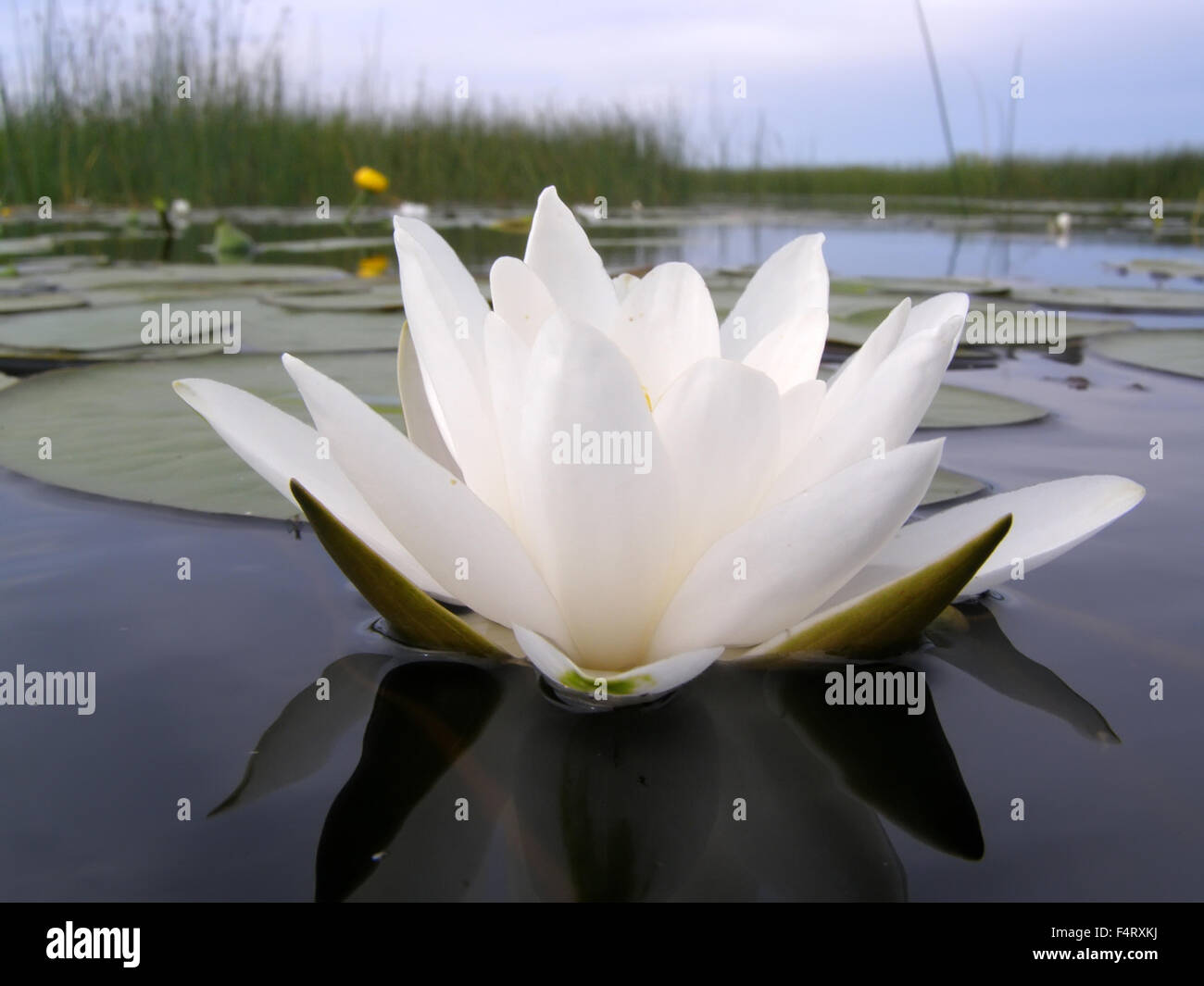 Come l'acqua-lily cresce. Close up . Foto Stock