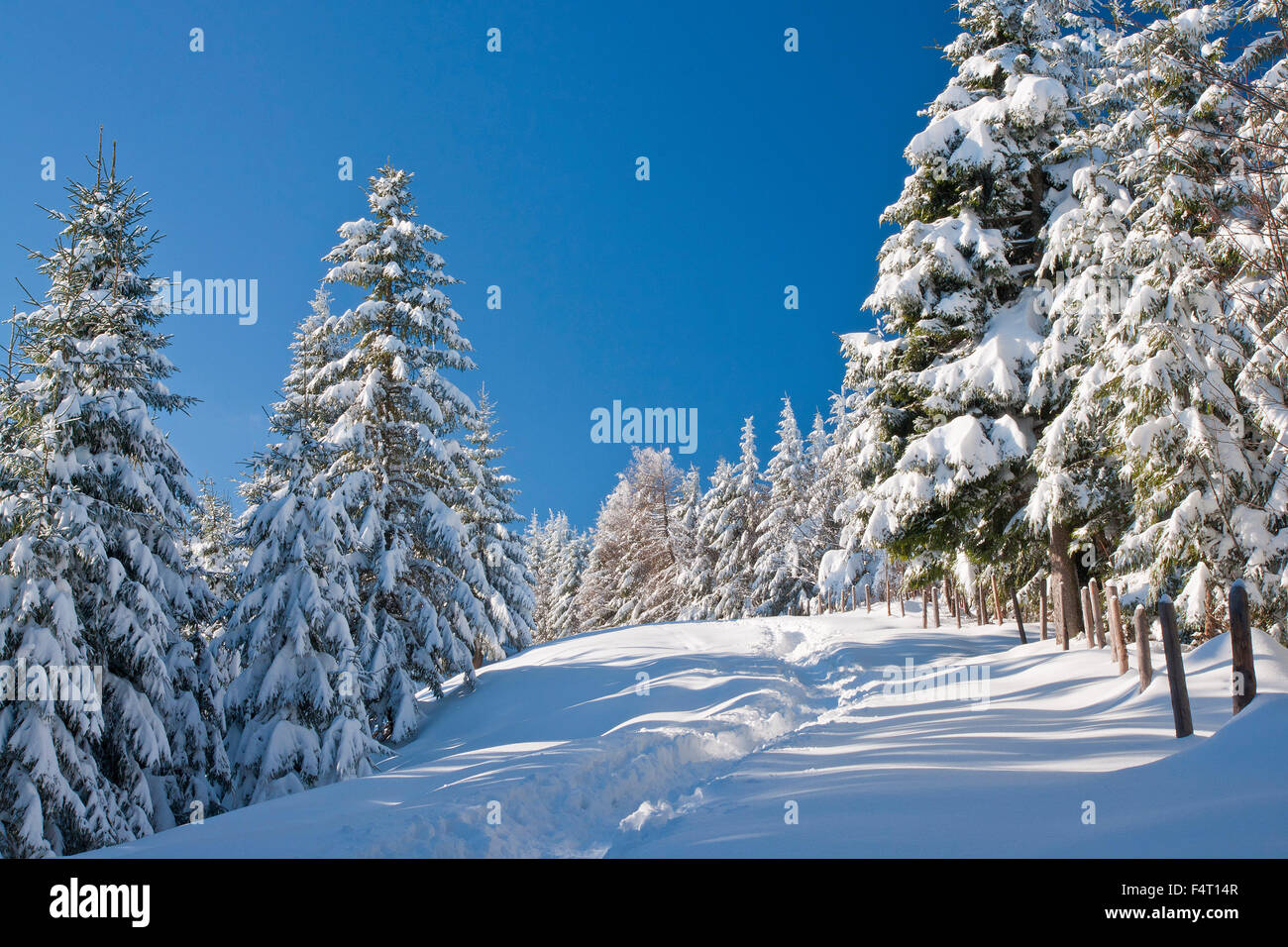 Un modo nell'atmosfera invernale con un sacco di neve e freddo nel Teisenberg presso il comune Teisendorf Foto Stock