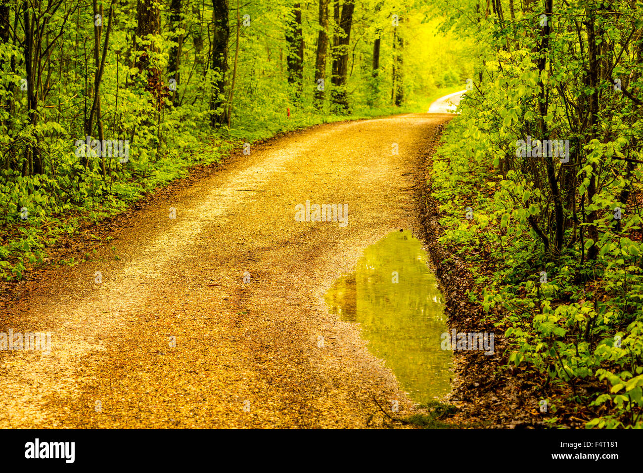 Baden-Wurttemberg, foglie di faggi, Germania, Europa, Fagus sylvatica, molla, bosco di latifoglie, rame faggi, Svevo, per Foto Stock