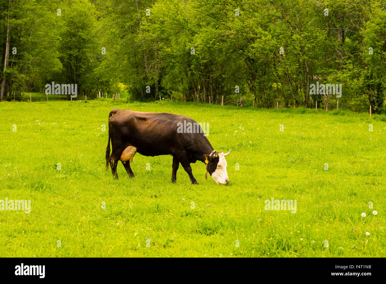 Regione di Allgäu, marrone bovini, bavarese, Bos primigenius taurus, allevamento, Germania, una vacca, Europa, domestici, corna, agricoltura, Loret Foto Stock