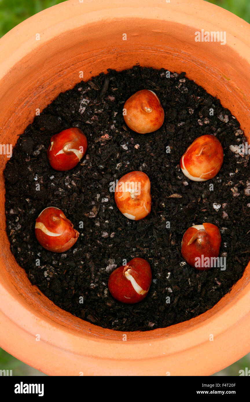 Piantare bulbi di tulipani in una pentola di terracotta Foto Stock