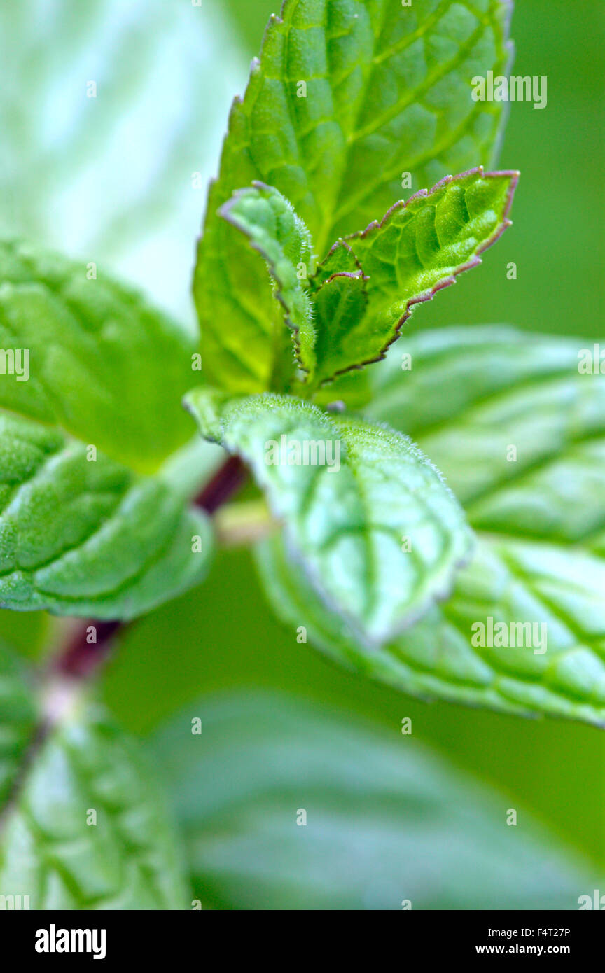 Menta verde (Mentha spicata) erbe culinarie primo piano di foglie aromatiche nel mese di maggio Somerset Regno Unito Foto Stock