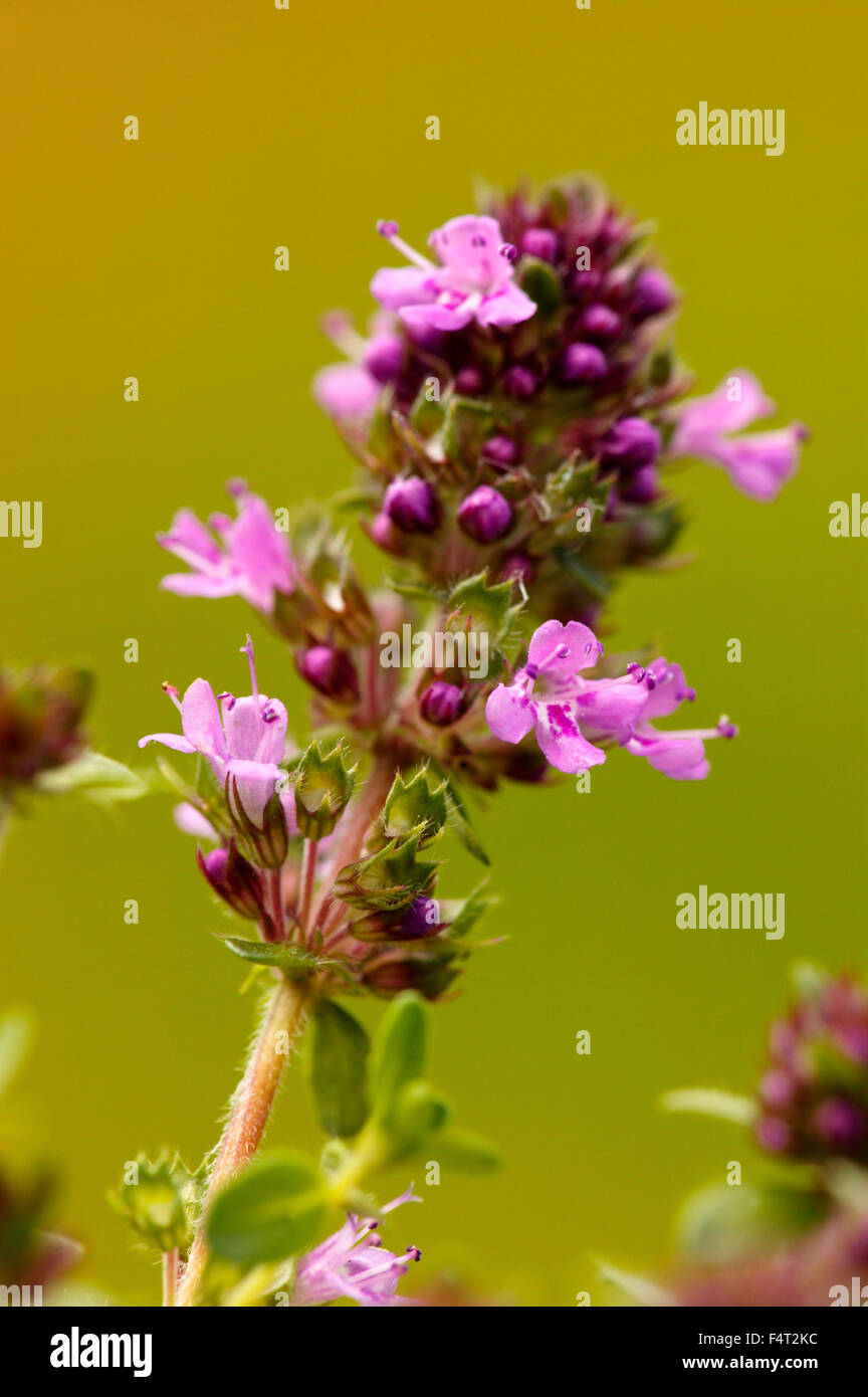 Thymus serpyllum 'Russettings' (timo). Alpine, Timo strisciante. Close up viola-rosa fiori e boccioli in giugno. Somerset REGNO UNITO. Foto Stock