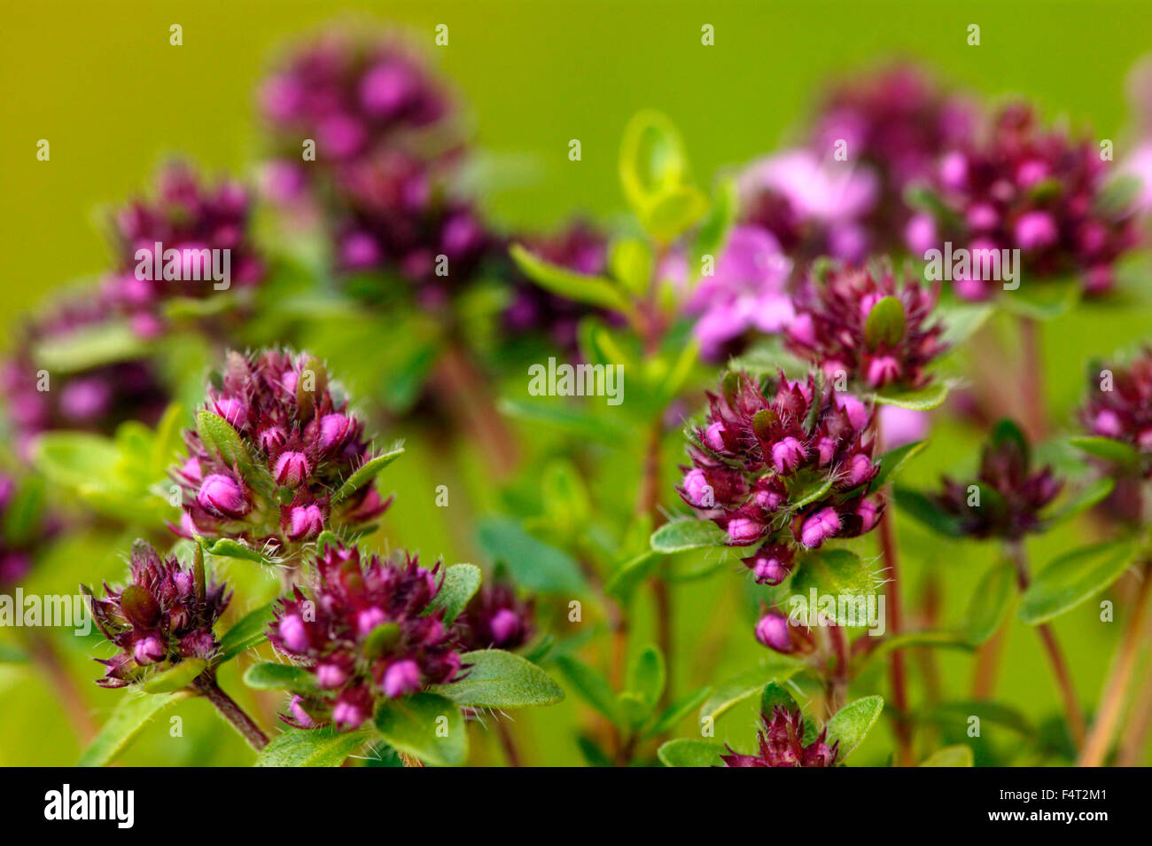 Thymus serpyllum 'Russettings' (timo). Alpine, Timo strisciante. Close up viola-rosa fiori e boccioli in giugno. Somerset REGNO UNITO. Foto Stock