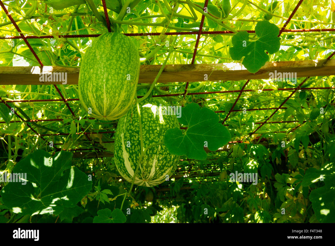 Cucurbita Ficifolia (foglia di fico zucca). Close up di zucche e fogliame su un tunnel arbour. Agosto. Devon UK. Foto Stock