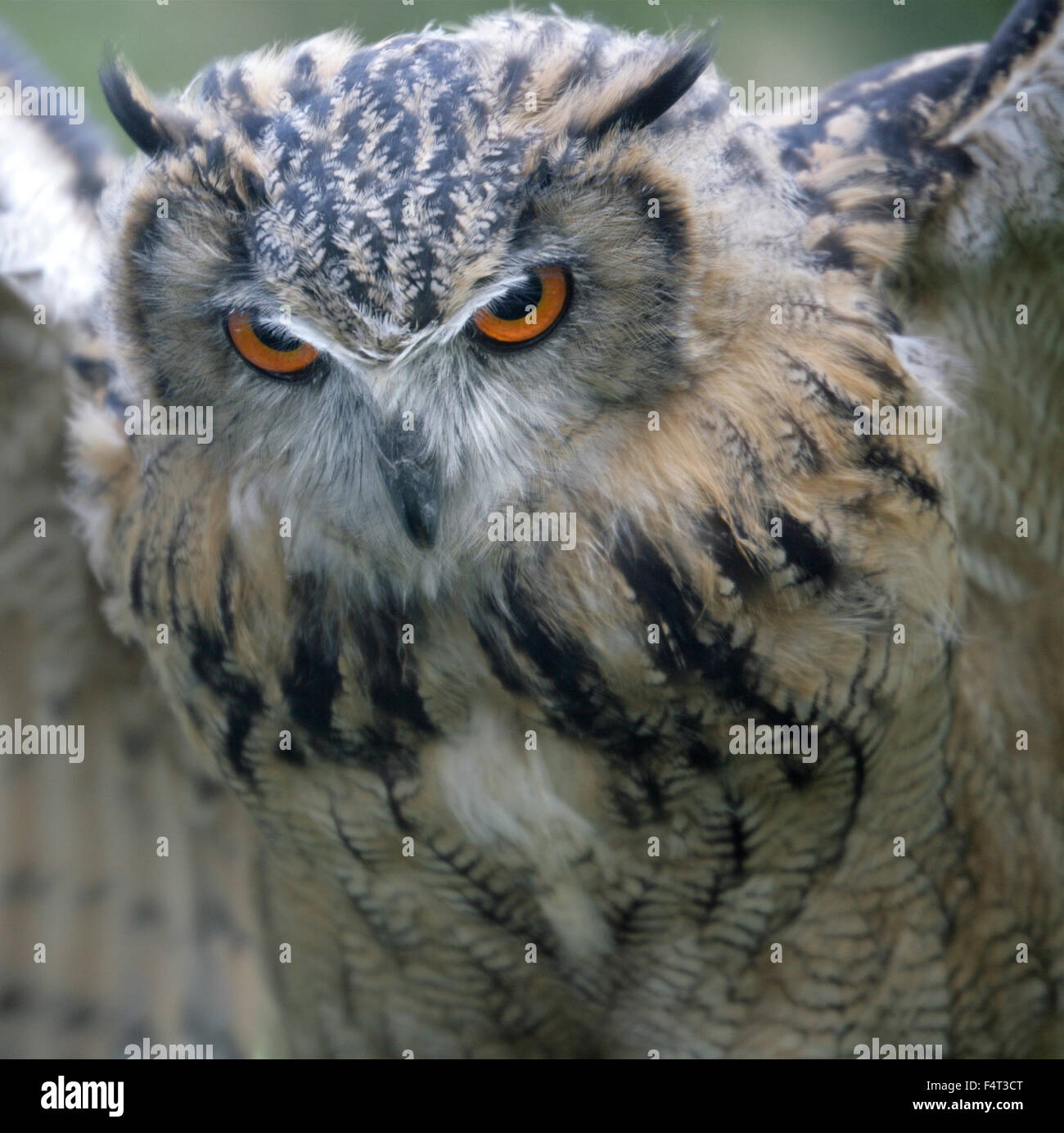 Close up di una Golden eyed gufo reale nel Regno Unito piomba con concentrazione sul prossimo pasto - pensato che potrebbe essere a me! Foto Stock