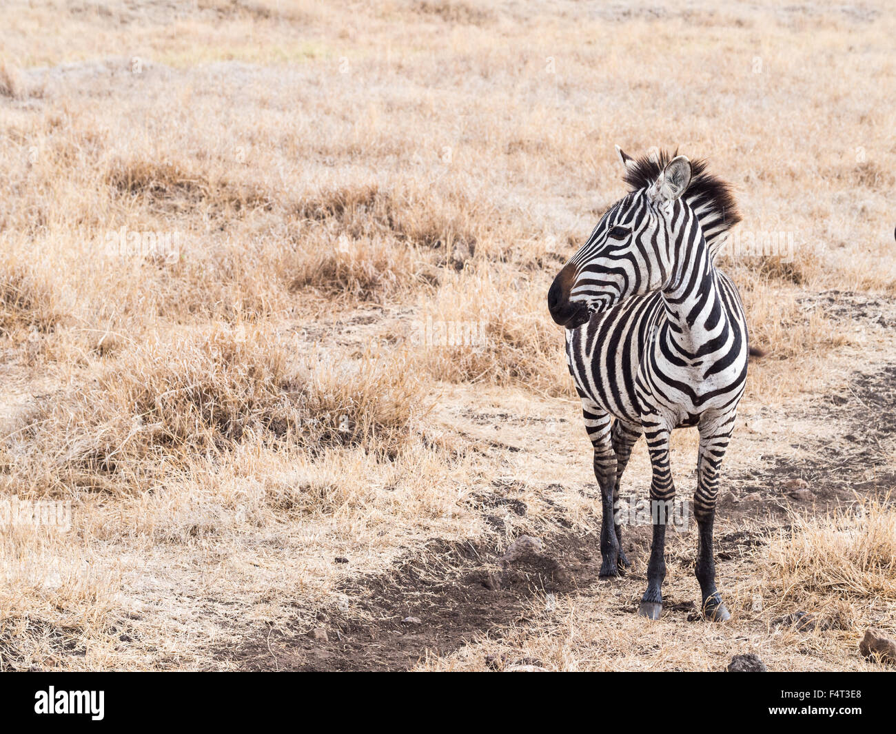 Giovani zebra nel cratere di Ngorongoro in Tanzania, Africa. Foto Stock