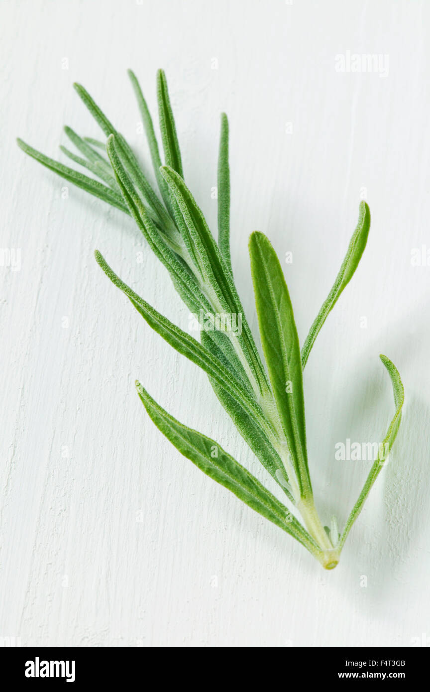 Taglio di LAVANDA (Lavandula angustifolia Hidcote). Foto Stock