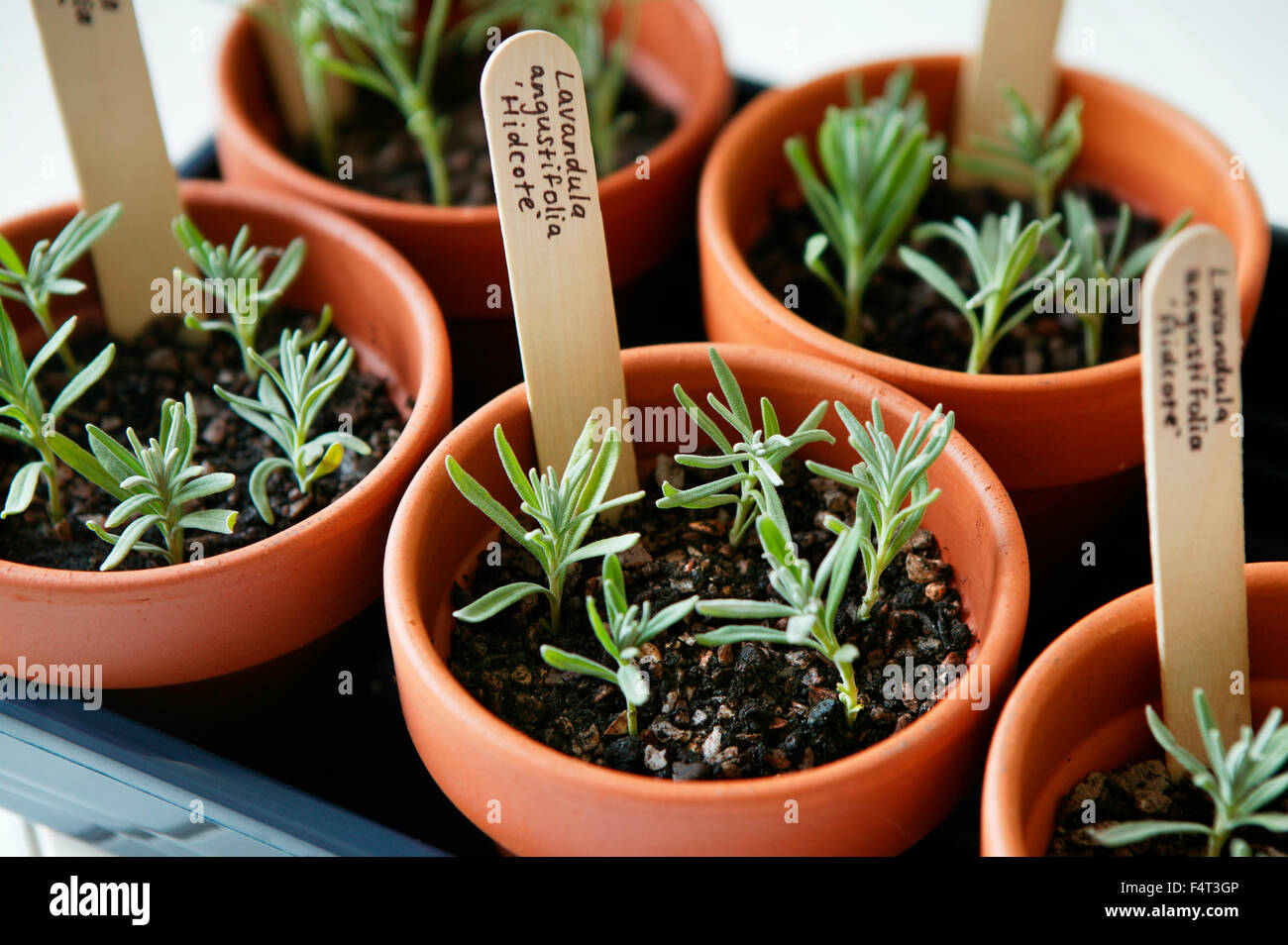 La propagazione di LAVANDA (Lavandula angustifolia Hidcote). Vassoio del preparato talee. Foto Stock