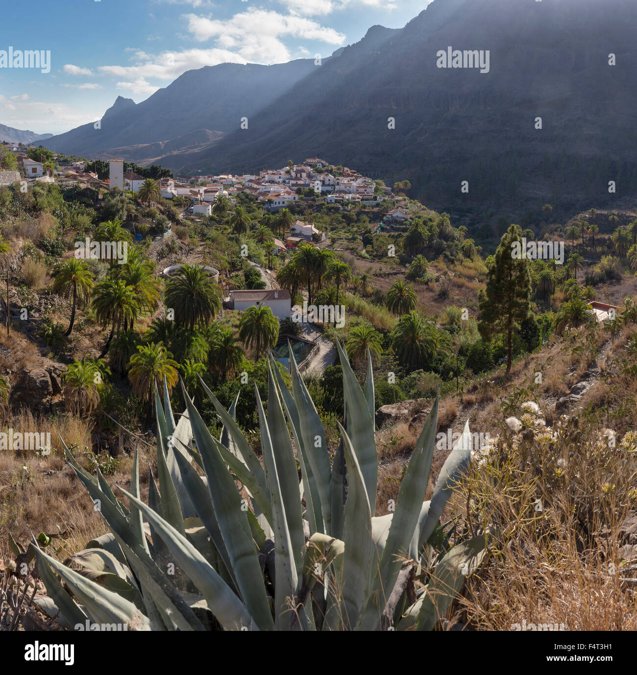 Spagna, Europa, Fataga, Gran Canaria Isole Canarie, palme, Barranco de Fatago, paesaggio, foresta, legno, alberi, estate, mou Foto Stock