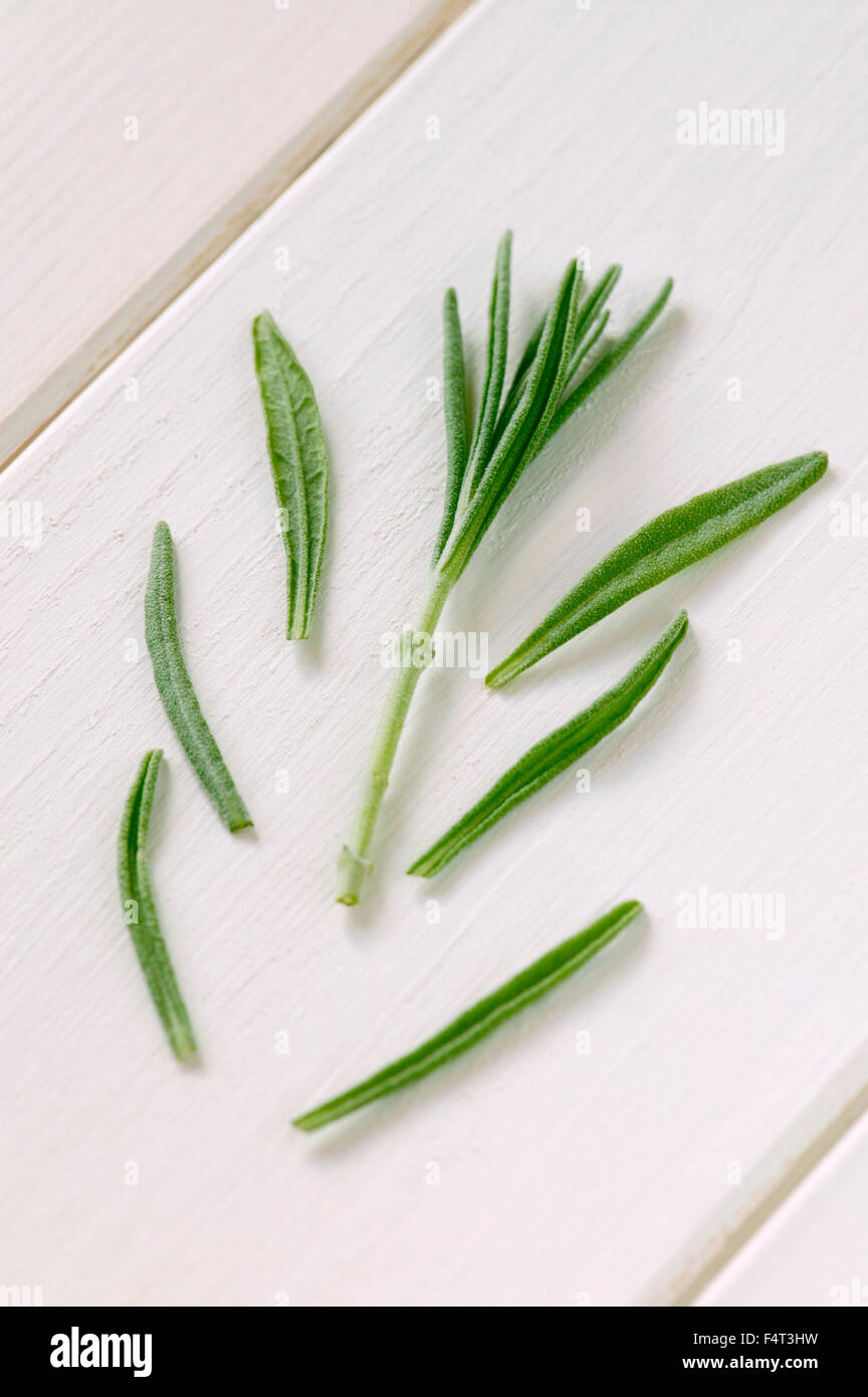 La propagazione di LAVANDA (Lavandula angustifolia Hidcote). Le foglie vengono rimossi dalla parte inferiore dello stelo. Foto Stock