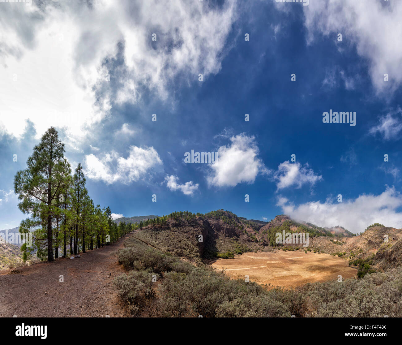 Spagna, Europa Telde, Gran Canaria Isole Canarie, Caldera de los Marteles, paesaggio, foresta, legno, alberi, estate, montagne, Foto Stock