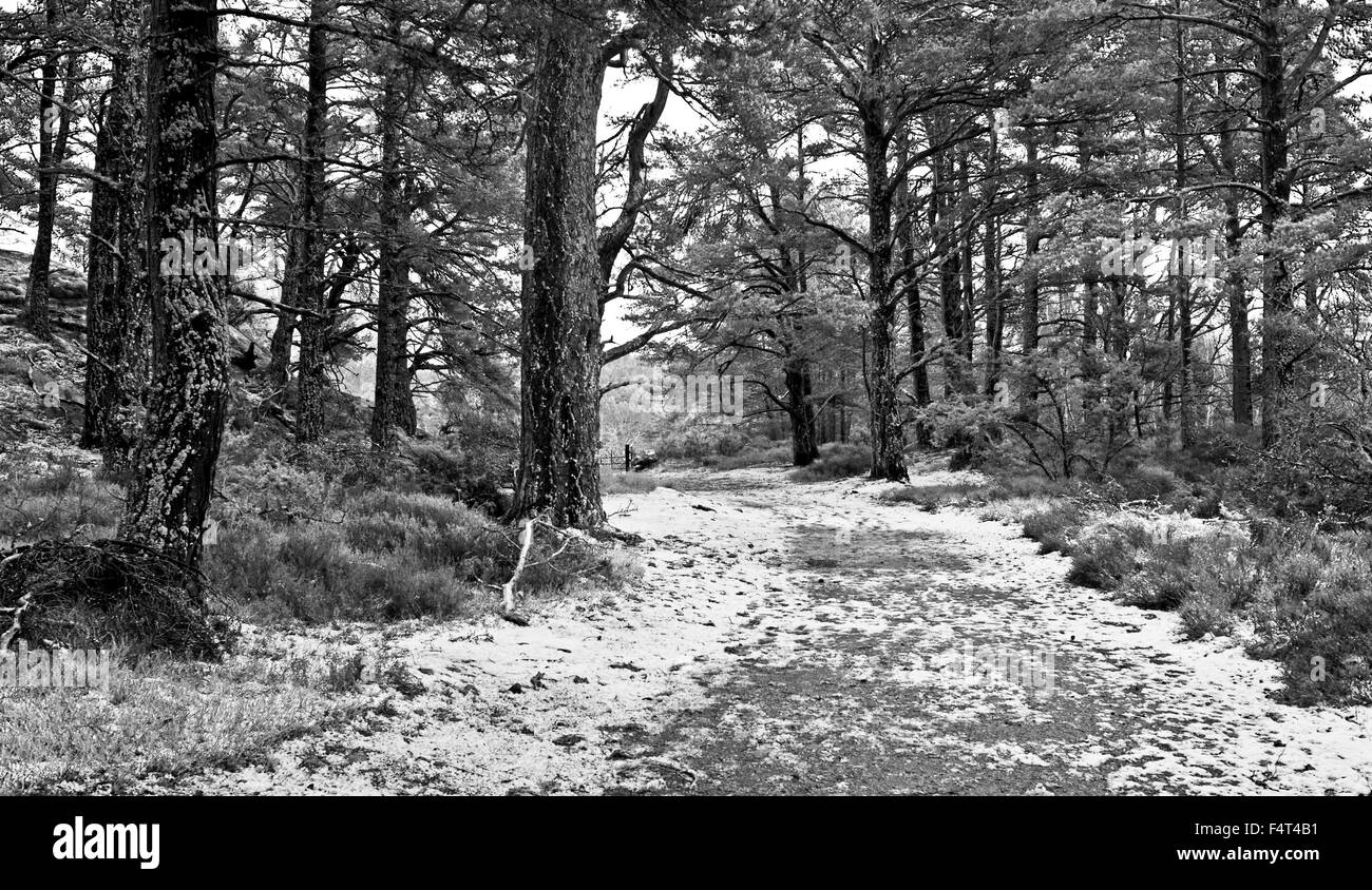 Via attraverso antichi Caledonian pineta sul Rothiemurchus Estate vicino a Aviemore, Cairngorms, inverno, Highlands scozzesi Foto Stock
