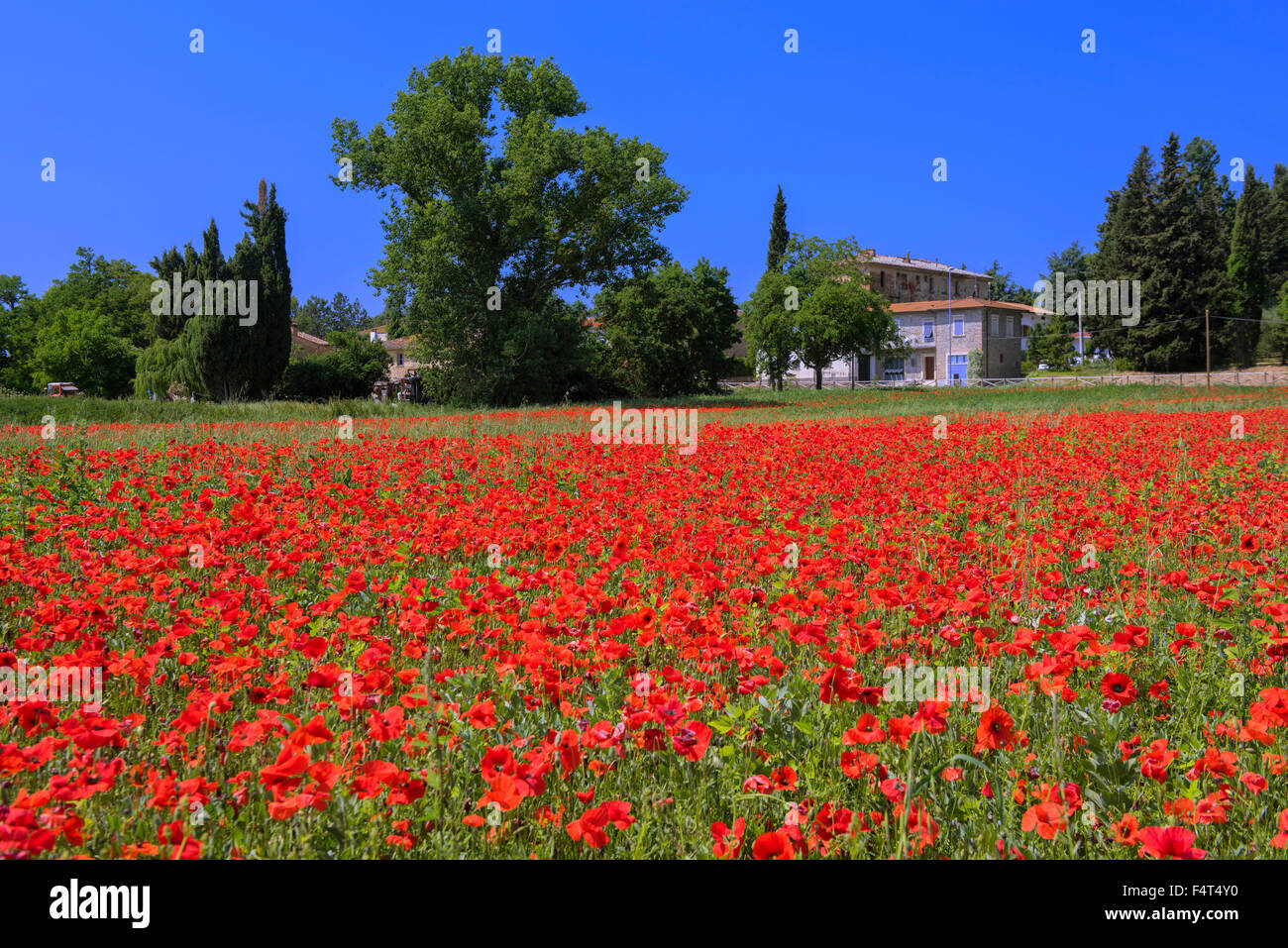 L'Europa, Italia, Toscana, Toscana, Arezzo, papavero i campi in fiore Foto Stock