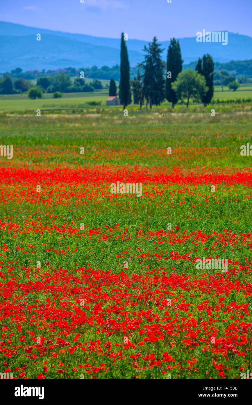 L'Europa, Italia, Toscana, Toscana, Arezzo, papavero i campi in fiore Foto Stock