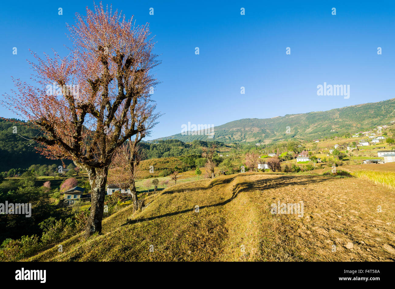 Paesaggio agricolo con ciliegio fiorente Foto Stock Paesaggio agricolo con ciliegio fiorente Foto Stock