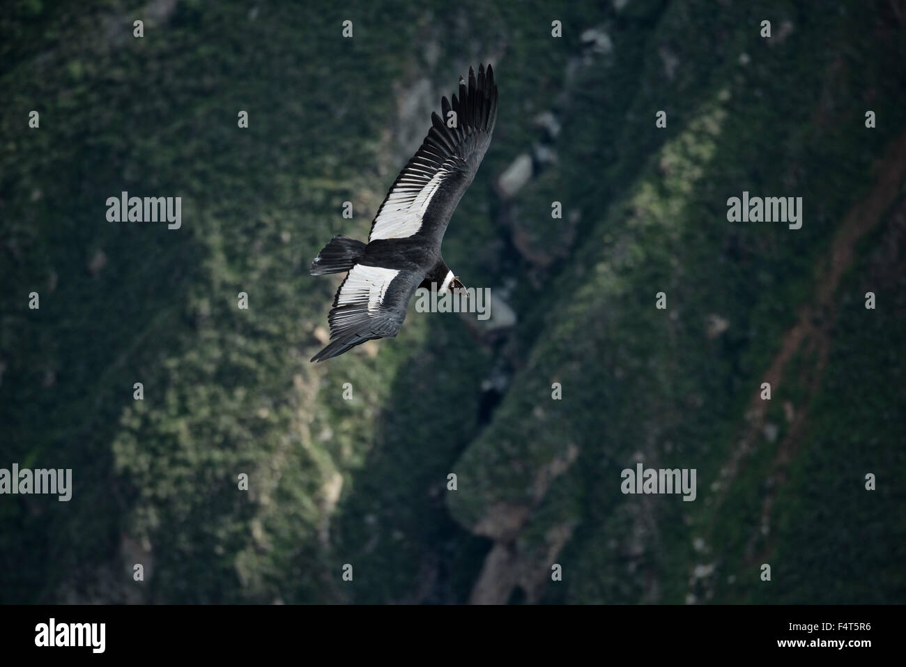 Sud America, America Latina, Perù, Canyon del Colca, impennata condor Foto Stock