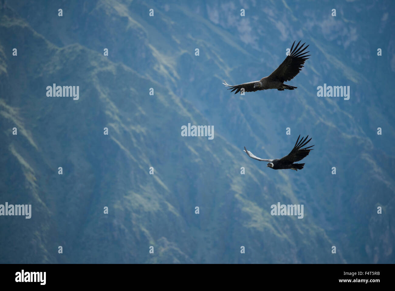 Sud America, America Latina, Perù, Canyon del Colca, impennata condor Foto Stock