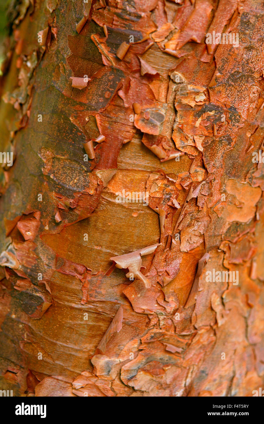Acer Griseum (Paperbark Maple). Close up della corteccia. Marzo. Gloucestershire REGNO UNITO. Foto Stock