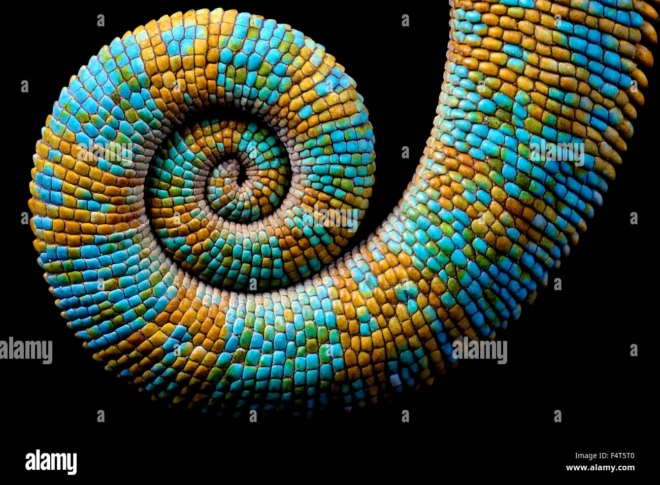 Camaleonti riccio di coda fino a spirale Foto Stock