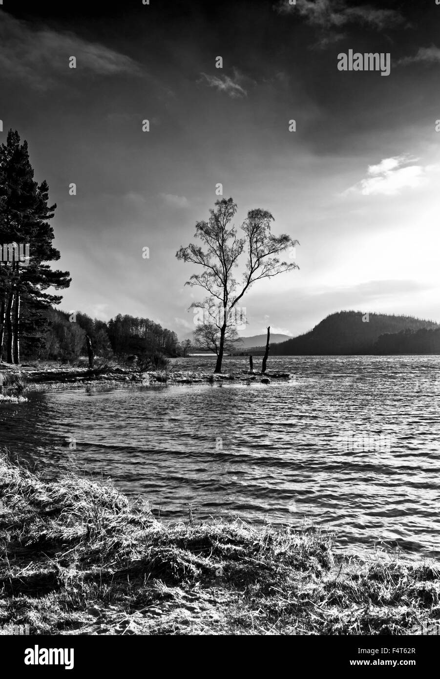 Loch Pityoulish, Cairngorms, inverno, albero stagliano scuro cielo tempestoso, paesaggio monocromatico, Highlands scozzesi Scozia Scotland Foto Stock