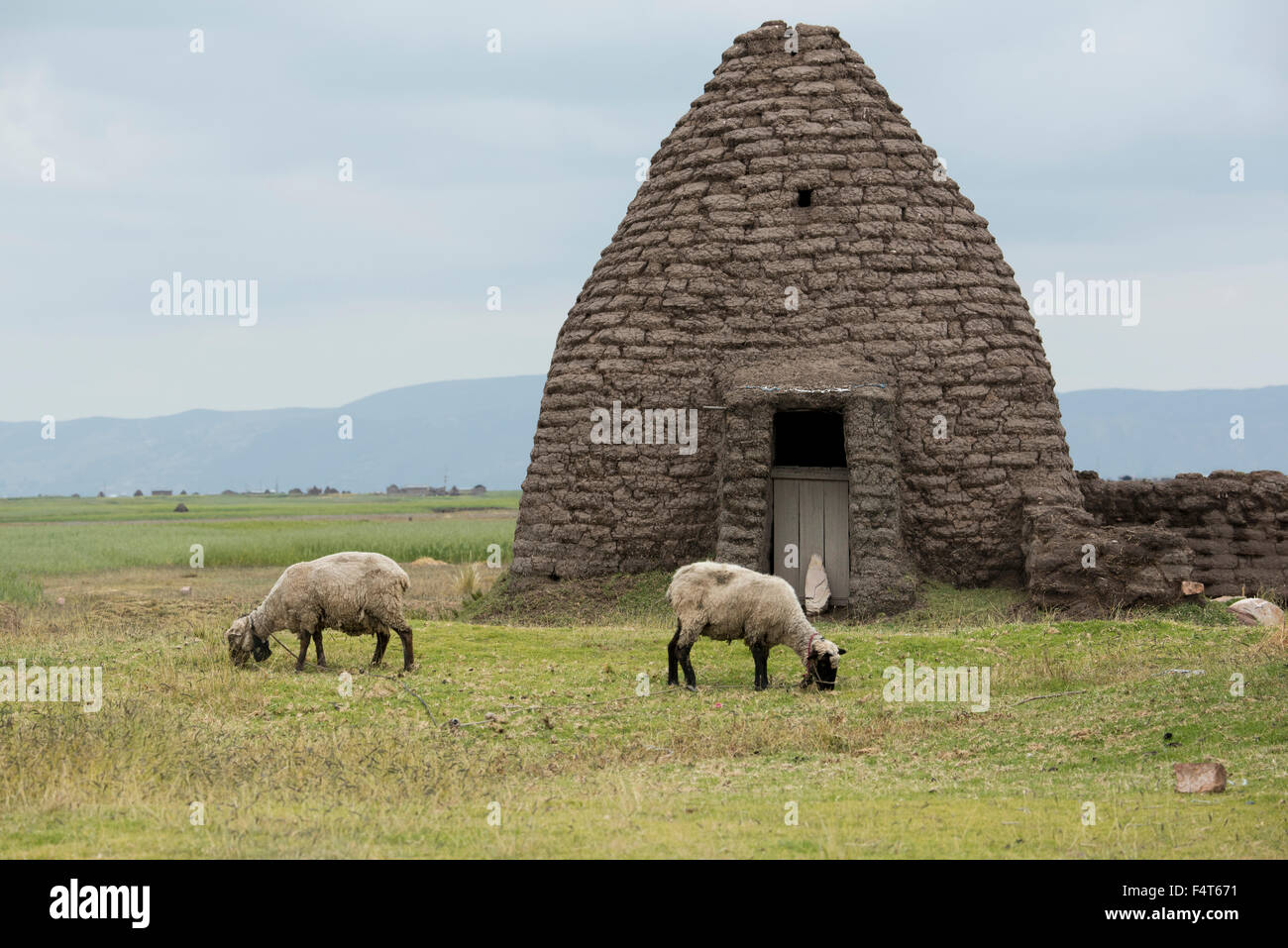 Sud America, America Latina, Perù, Puno, il lago Titicaca, adobe capanna e le pecore Foto Stock