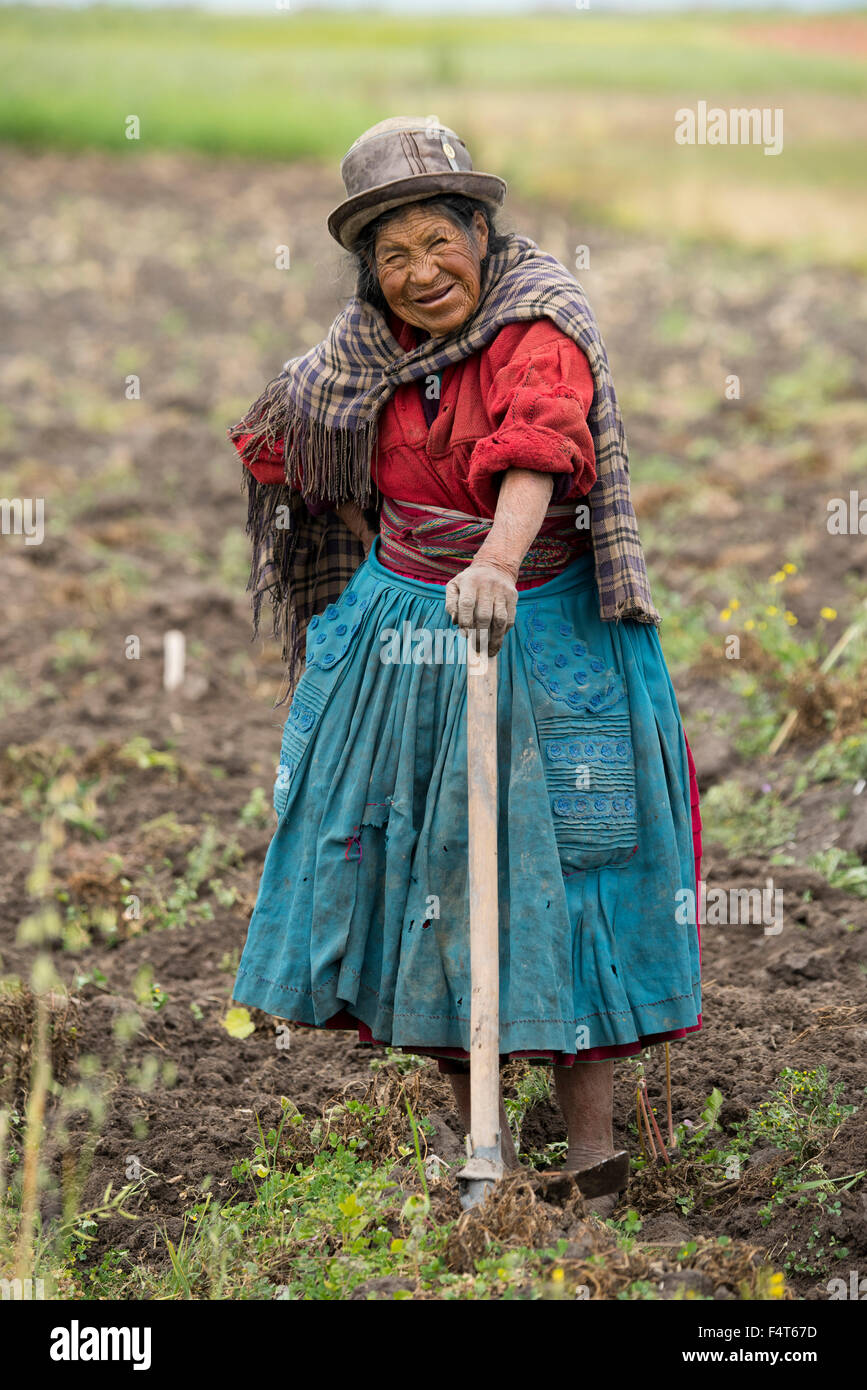 Sud America, America Latina, Perù, Puno, il lago Titicaca, donna vecchia raccolta di patate Foto Stock