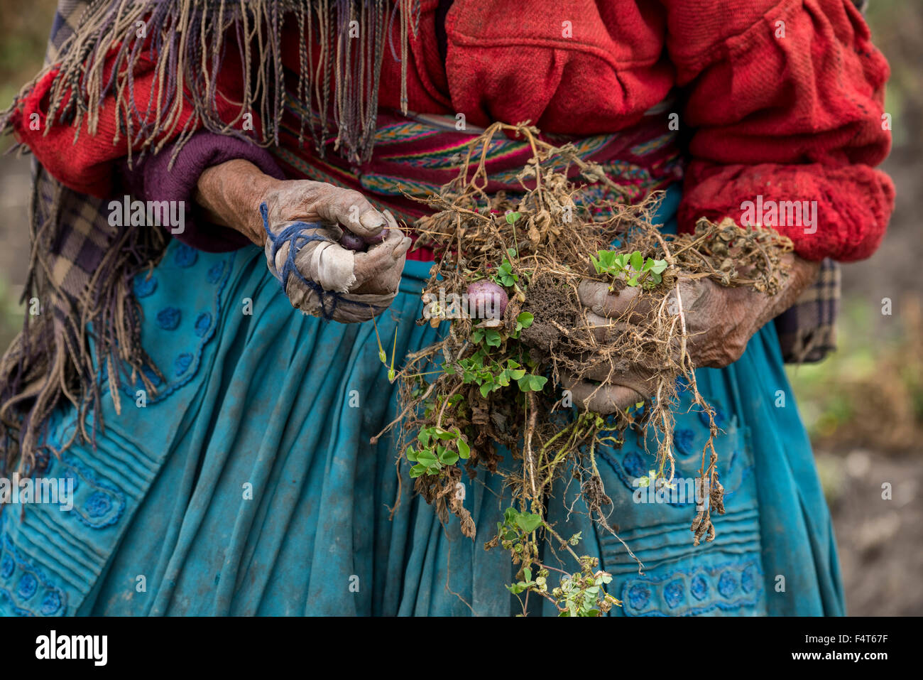 Sud America, America Latina, Perù, Puno, il lago Titicaca, donna vecchia raccolta di patate Foto Stock