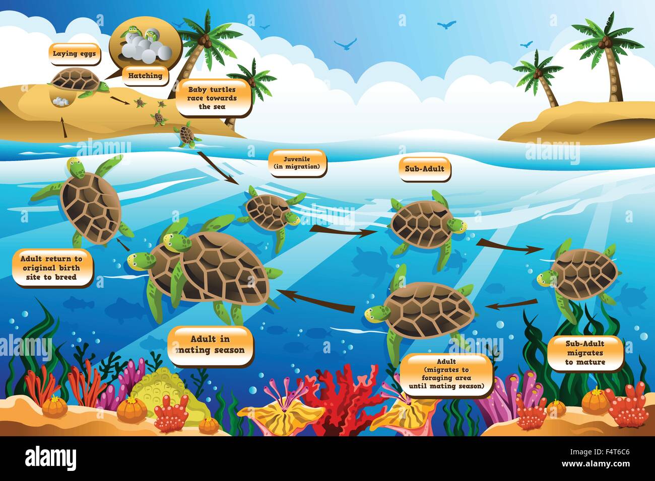 Un vettore illustrazione del ciclo di vita della tartaruga di mare Illustrazione Vettoriale