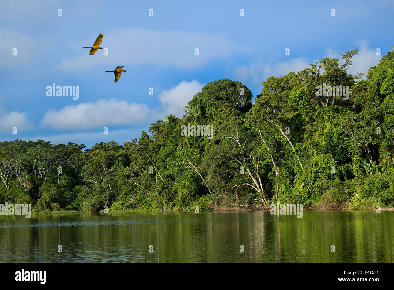 Sud America, America Latina, Perù, Amazonia, Sud Parco Nazionale del Manu, flying macaw uccelli sulla lanca a Manu Wildlife Cento Foto Stock