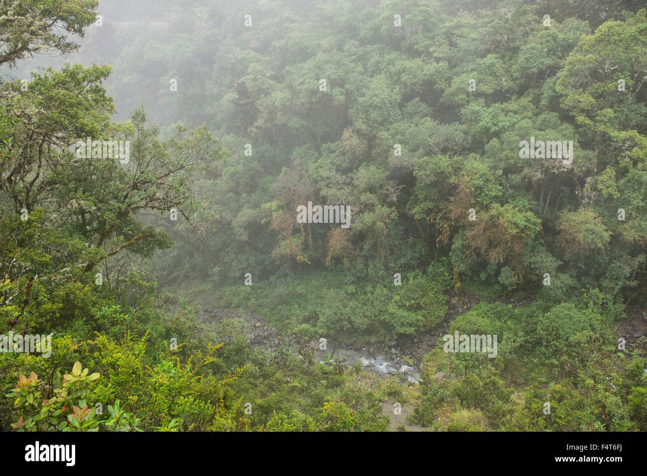 Sud America, America Latina, Perù, Amazonia, Manu, Parco Nazionale, UNESCO Patrimonio Mondiale, nube foresta del Manu Foto Stock